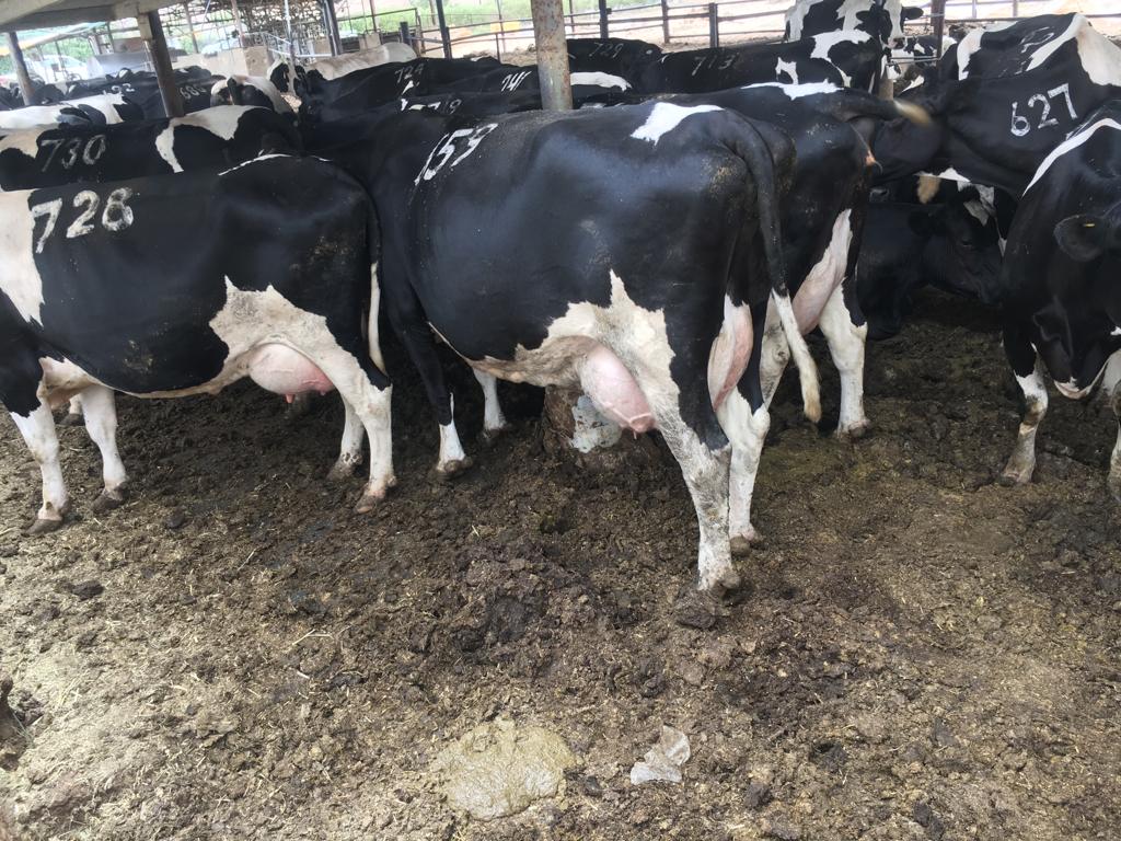 Dairy Farming in Kenya