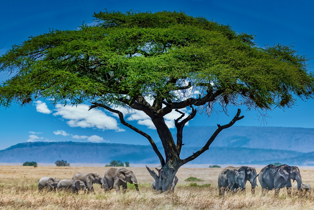 A Tapestry of Adventure and Wildlife