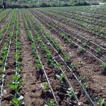 Drip Irrigation System
