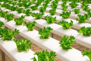 Urban Small-Scale Smart Farming in Nairobi